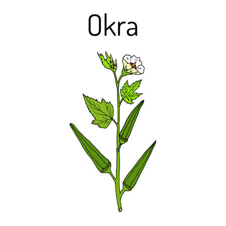 okra plant diagrams wiring diagram online Okra Varieties 321 okra stock vector illustration and royalty free okra clipart turnip plant diagram okra plant diagrams